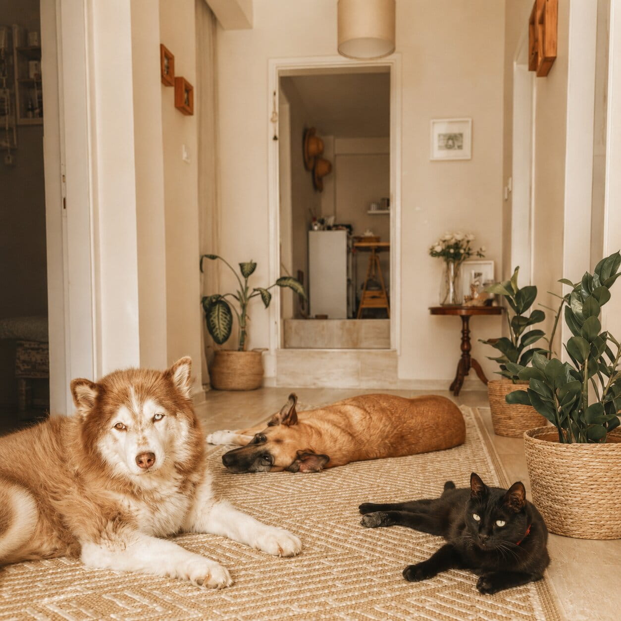 Nora, Limoo, and Tooti
