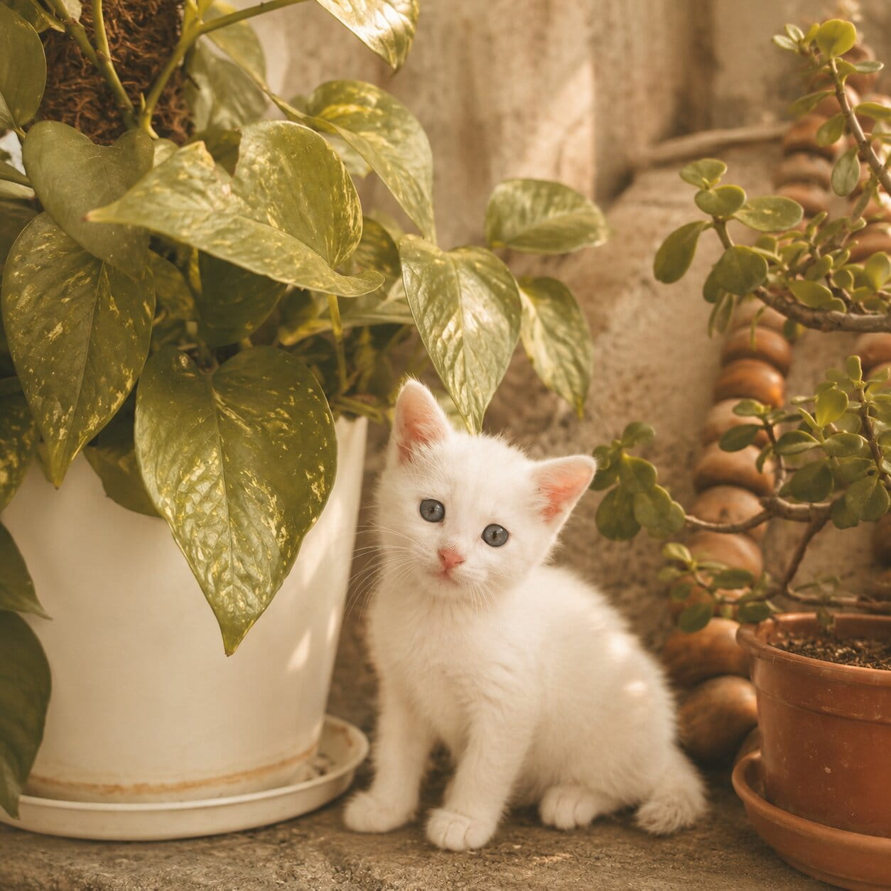 Tooti resting at home