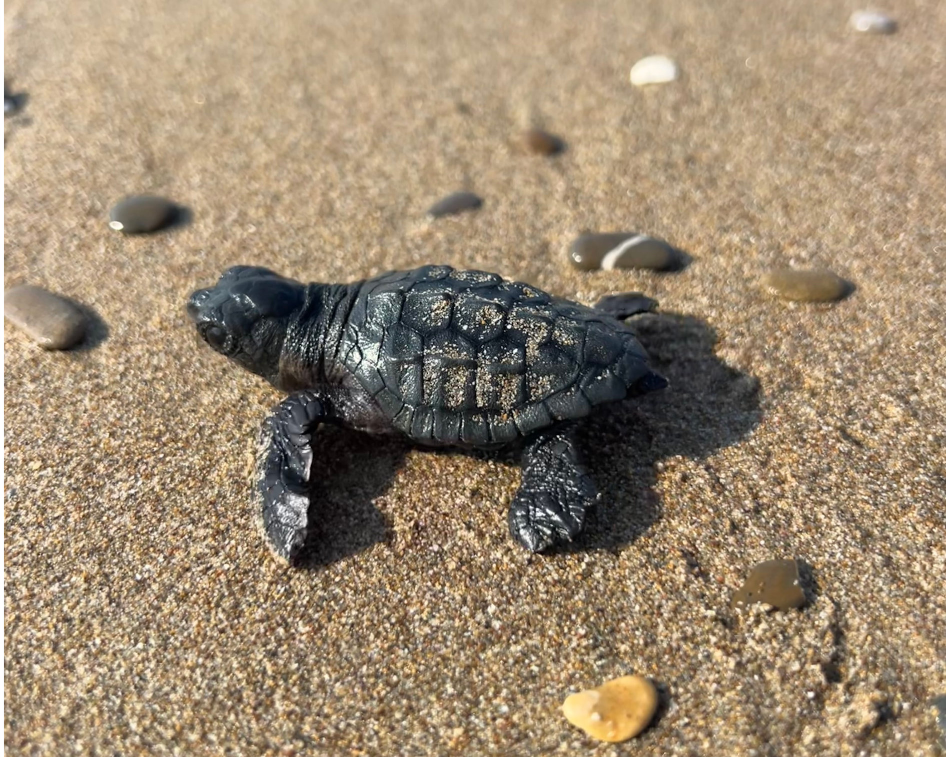 Turtle by the Antalya coast